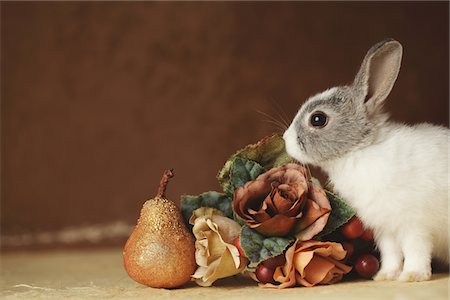 domestic rabbit - Rabbit with ornaments Stock Photo - Rights-Managed, Code: 859-03840559