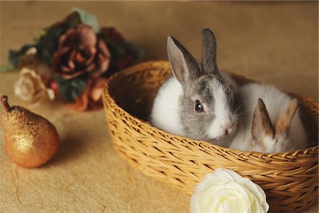 simsearch:859-03840523,k - Two rabbits in Basket Fotografie stock - Rights-Managed, Codice: 859-03840552