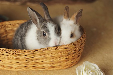 simsearch:859-03840523,k - Two rabbits in Basket Fotografie stock - Rights-Managed, Codice: 859-03840553