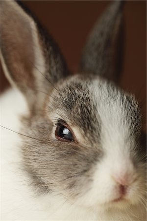 domestic rabbit - Rabbit,Close-up view Stock Photo - Rights-Managed, Code: 859-03840568