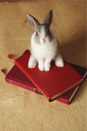 domestic rabbit - Rabbit on Books Stock Photo - Rights-Managed, Code: 859-03840574