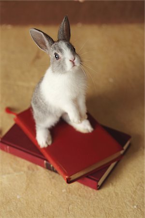 pets studio - Rabbit on Books Stock Photo - Rights-Managed, Code: 859-03840575