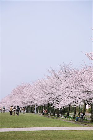 Cherry blossoms trees Stock Photo - Rights-Managed, Code: 859-03840740