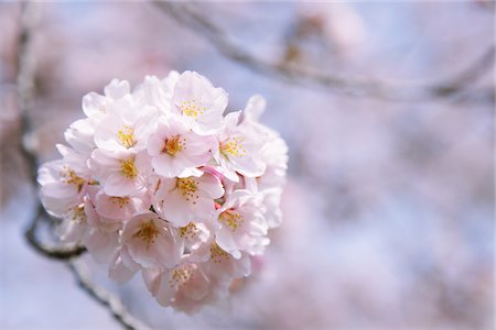 Fleurs de cerisier Photographie de stock - Rights-Managed, Code: 859-03840743