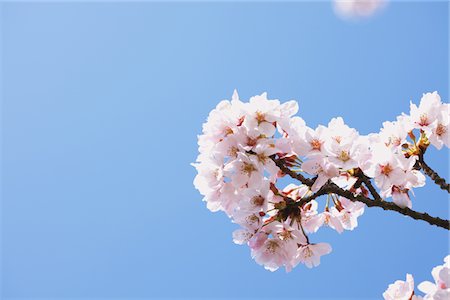 simsearch:622-06191361,k - Cherry blossoms Stock Photo - Rights-Managed, Code: 859-03840751