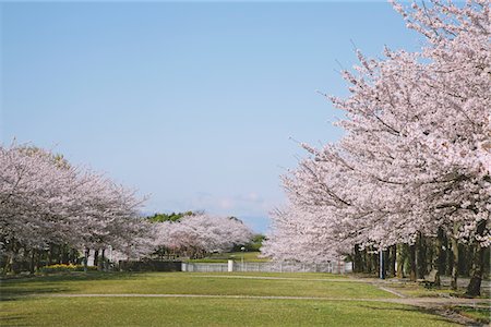 sakura tree scene - Cherry blossoms Stock Photo - Rights-Managed, Code: 859-03840799