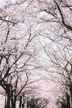 refreshing background - Cherry blossoms Stock Photo - Rights-Managed, Code: 859-03840822