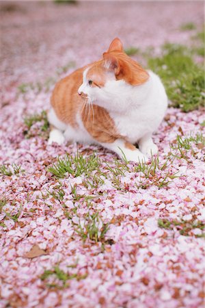 Cat and Petals of Cherry blossom Stock Photo - Rights-Managed, Code: 859-03840884