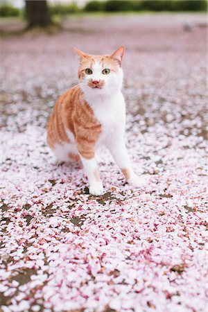 Cat and Petals of Cherry blossom Stock Photo - Rights-Managed, Code: 859-03840899