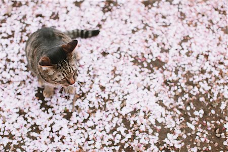 Cat and Petals of Cherry blossom Stock Photo - Rights-Managed, Code: 859-03840907