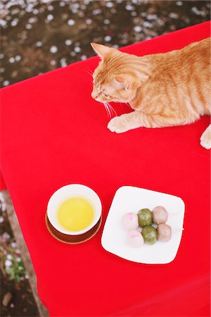 simsearch:700-00080622,k - Cat enjoying Hanami Stock Photo - Rights-Managed, Code: 859-03840916