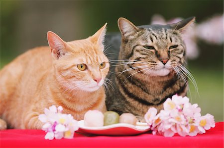 domestic animal - Chats bénéficiant d'Hanami Photographie de stock - Rights-Managed, Code: 859-03840919