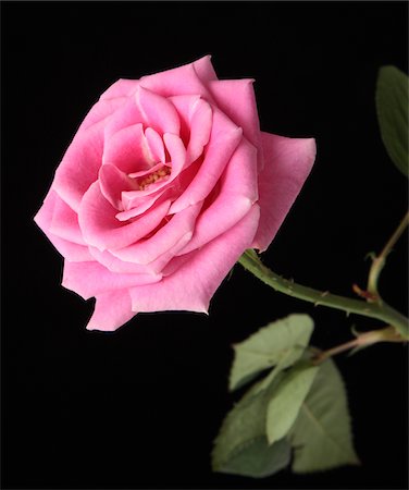 rose in black background images - Pink Rose Stock Photo - Rights-Managed, Code: 859-03884562