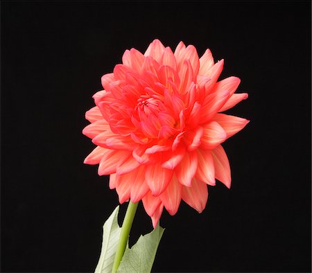 simsearch:859-03884561,k - Pink Flower Stock Photo - Rights-Managed, Code: 859-03884563
