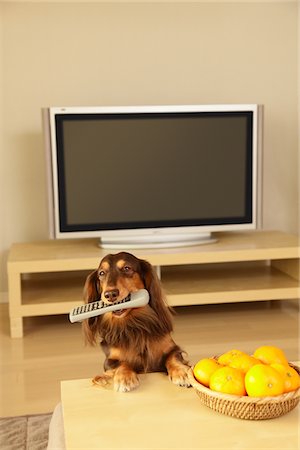 dachshund - Dachshund holding a Remote control Foto de stock - Con derechos protegidos, Código: 859-03884682