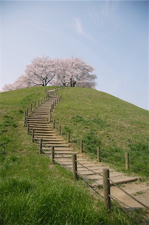 Stairway Towards The Blooming Cherry Blossom Tree Foto de stock - Con derechos protegidos, Código: 859-03884729