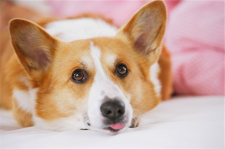 simsearch:400-06461152,k - Corgi Dog Lying Down Stock Photo - Rights-Managed, Code: 859-03884854
