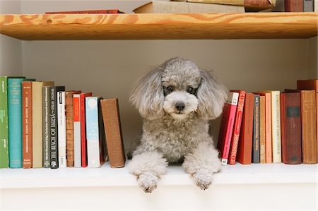 Toy Poodle Dog In Book Shelf Foto de stock - Con derechos protegidos, Código: 859-03884855