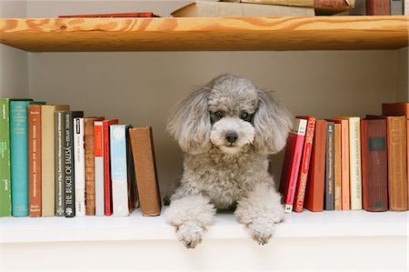 schoßhündchen - Spielzeug Pudel Hund im Bücherregal Stockbilder - Lizenzpflichtiges, Bildnummer: 859-03884855