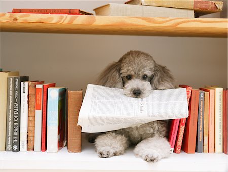 purebred - Toy Poodle Dog In Book Shelf Holding Newspaper Stock Photo - Rights-Managed, Code: 859-03884856