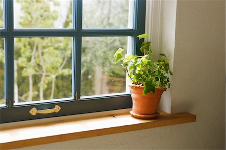 potted plant - Plante en pot au rebord de la fenêtre Photographie de stock - Rights-Managed, Code: 859-03884863