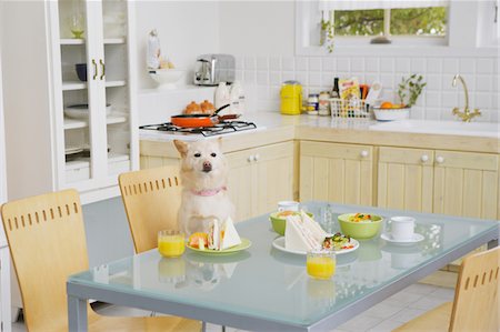 Welsh Corgi Dog Sitting On Chair At Dining Table Foto de stock - Direito Controlado, Número: 859-03884874