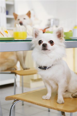 Chihuahua Sitting On Chair Stock Photo - Rights-Managed, Code: 859-03884878