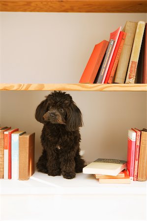 Mixed Breed Dog In Book Shelf Foto de stock - Con derechos protegidos, Código: 859-03884888