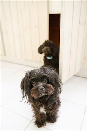 schoßhündchen - Zwei gemischte Rasse Hunde Stockbilder - Lizenzpflichtiges, Bildnummer: 859-03884880