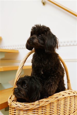 Deux chiens de race mixte dans un panier Photographie de stock - Rights-Managed, Code: 859-03884883