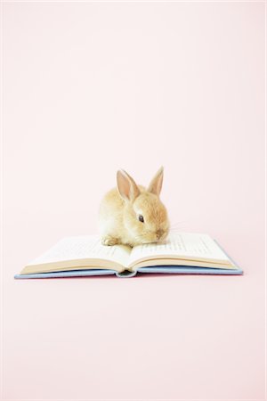 rabbit - Netherland Dwarf Rabbit With Book Stock Photo - Rights-Managed, Code: 859-03885016