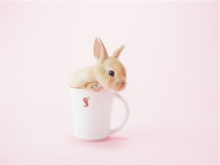 rabbit inside - Bunny Rabbit In A Cup Stock Photo - Rights-Managed, Code: 859-03885017