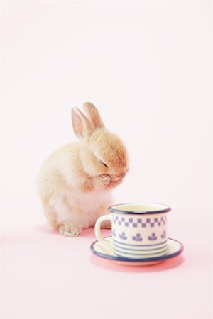 Rabbit Sitting Near Cup Stock Photo - Rights-Managed, Code: 859-03885018