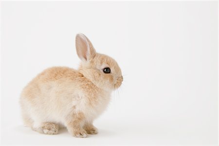 side profile bunny - Netherland Dwarf Rabbit Stock Photo - Rights-Managed, Code: 859-03885025