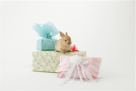 Rabbit Looking On Gift Pack Stock Photo - Rights-Managed, Code: 859-03885029