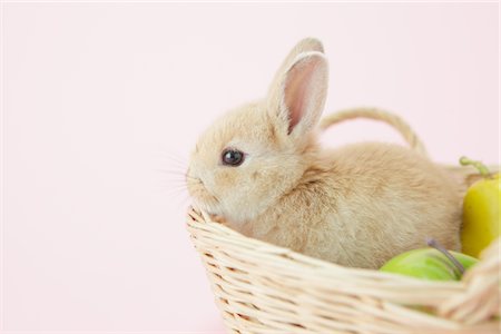 Rabbit Sitting In Basket Stock Photo - Rights-Managed, Code: 859-03885020