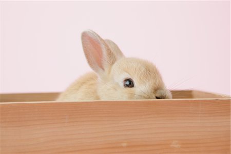 Rabbit Looking From Wooden Box Stock Photo - Rights-Managed, Code: 859-03885022