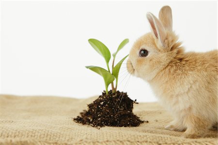 Lapin assis près de plante en herbe Photographie de stock - Rights-Managed, Code: 859-03885035