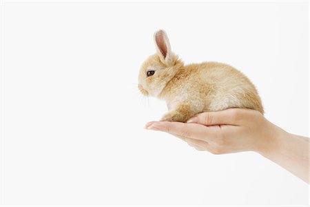 domestic rabbit - Human Hand Holding Rabbit Stock Photo - Rights-Managed, Code: 859-03885038