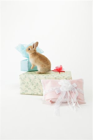 Rabbit Looking On Gift Pack Stock Photo - Rights-Managed, Code: 859-03885030