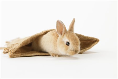 pata (con garra) - Rabbit Peeping from Jute Bag Foto de stock - Con derechos protegidos, Código: 859-03885031