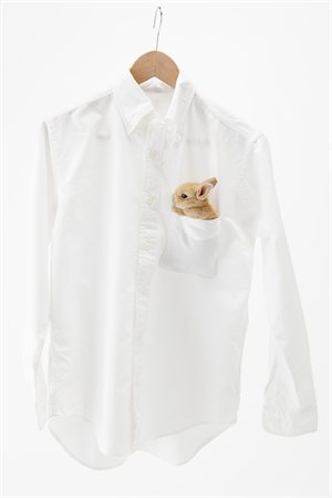 pet in a pocket - Rabbit In Pocket Of Hanging Shirt Foto de stock - Con derechos protegidos, Código: 859-03885042