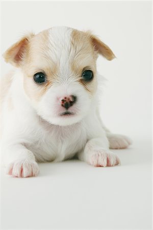 simsearch:673-06025443,k - Chiwawa Puppy Stock Photo - Rights-Managed, Code: 859-03885088