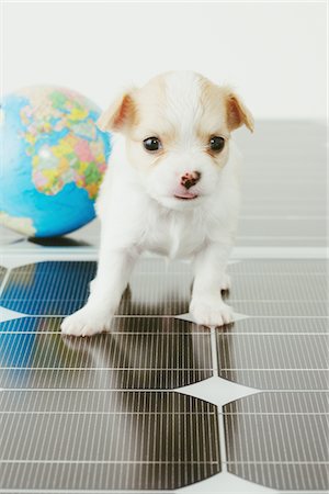 simsearch:859-03885149,k - Chihuahua avec Globe debout sur panneau solaire Photographie de stock - Rights-Managed, Code: 859-03885103