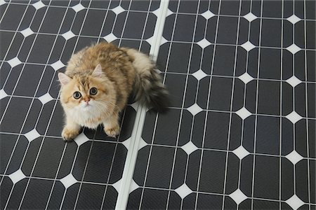 solar - Domestic Cat On Solar Panel Stock Photo - Rights-Managed, Code: 859-03885116
