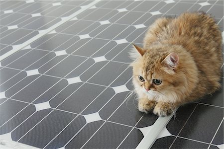 simsearch:6102-08566453,k - Domestic Cat Lying on Solar Panel Foto de stock - Con derechos protegidos, Código: 859-03885117