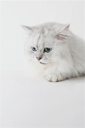simsearch:859-03982961,k - White Long Hair Cat, Studio Shot Foto de stock - Direito Controlado, Número: 859-03885111