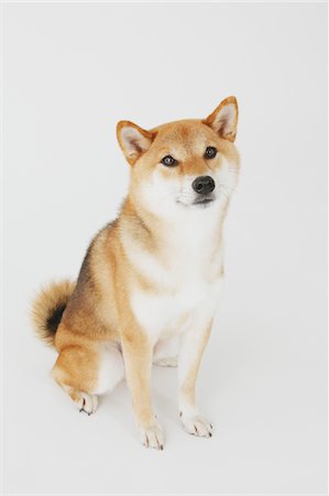 simsearch:859-03885110,k - Shiba Ken Dog Sitting Photographie de stock - Rights-Managed, Code: 859-03885128