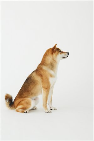 simsearch:696-03398391,k - Shiba Ken Dog Sitting Foto de stock - Con derechos protegidos, Código: 859-03885129