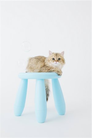 Cat Is Sitting on Stool Stock Photo - Rights-Managed, Code: 859-03885121